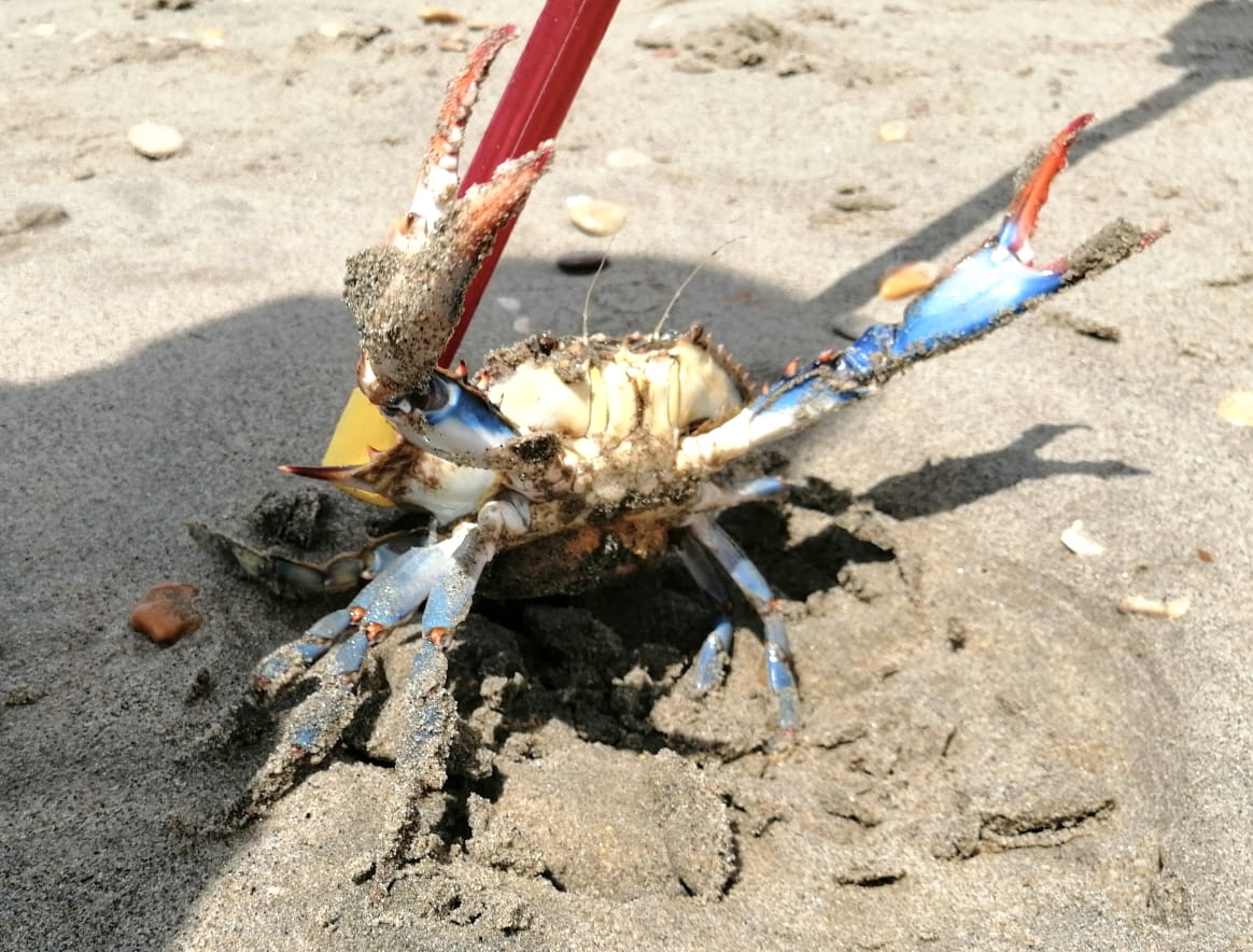 Prima segnalazione a Ostia del granchio blu Atlantico